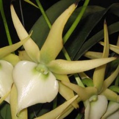 Angraecum Orchidglade