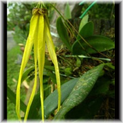 Bulbophyllum Jacobsonii