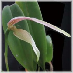 Bulbophyllum_antenniferum_2