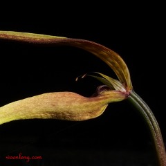 Bulbophyllum antenniferum 3