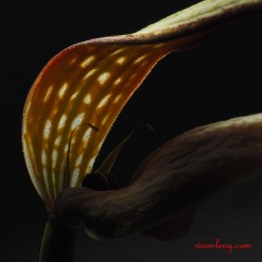 Bulbophyllum antenniferum 7