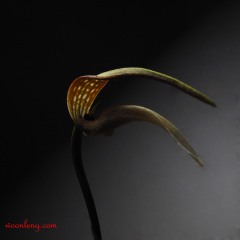 Bulbophyllum antenniferum 8