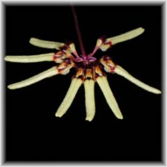 Bulbophyllum brienianum