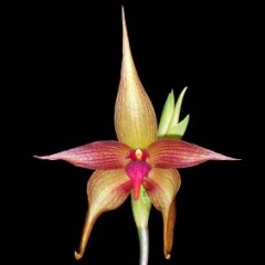 Bulbophyllum echinolabium x manibulare