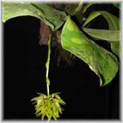 Bulbophyllum foetidum