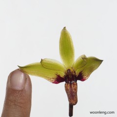 Bulbophyllum foetidum