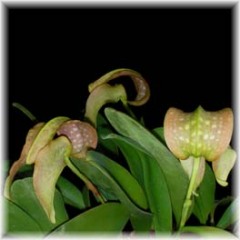 Bulbophyllum_grandiflorum_3