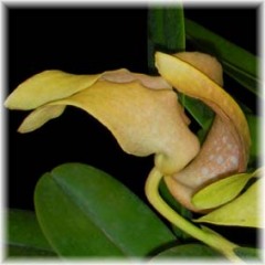 Bulbophyllum_grandiflorum_4