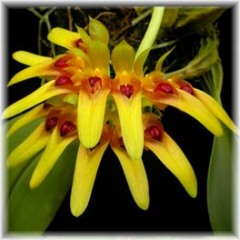 Bulbophyllum_graveolens_2