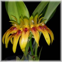 Bulbophyllum_graveolens_4