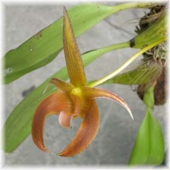Bulbophyllum_lobbii_L_2