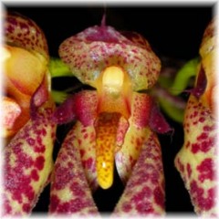 Bulbophyllum_longiflorum_1