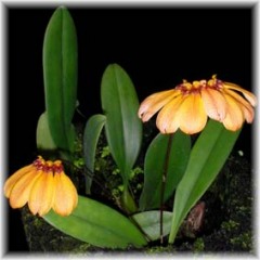 Bulbophyllum_mastersianum_1008-2