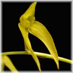 Bulbophyllum_sp1_2