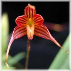 Bulbophyllum_striastellnum_1