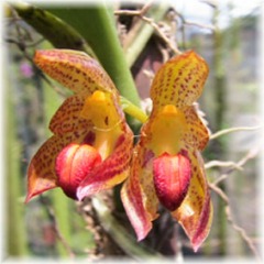 Bulbophyllum subumbellatum