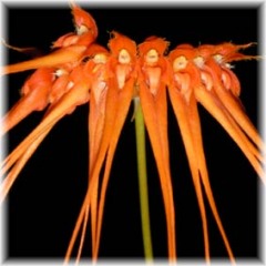 Bulbophyllum_tingabarinum_1008-1