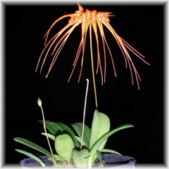 Bulbophyllum_tingabarinum_1008-3