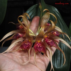 Bulbophyllum virescens 8