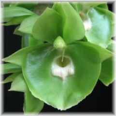 Catasetum pileatum Green
