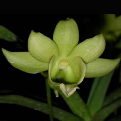 Christensonia veitnamica x Aeranthes grandiflora