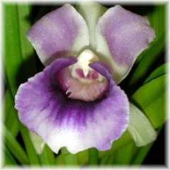 Cochleanthes_discolor_1008-2