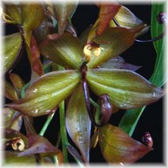 Cycnoches cooperii