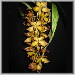 Cycnoches_cooperii_2