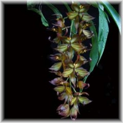 Cycnoches_cooperii_3