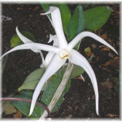 Dendrobium amboinensis