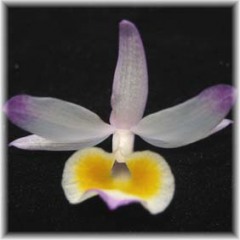 Dendrobium gratiosissimum