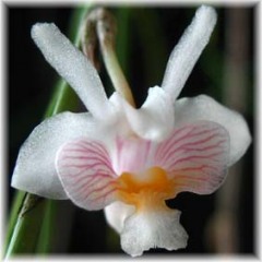 Dendrobium heokhuii
