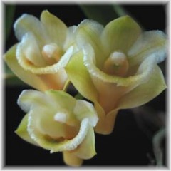 Dendrobium lamellatum