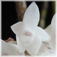 Dendrobium lawesii alba