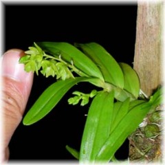 Dendrobium minutiflorum