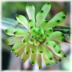 Dendrobium purpureum alba