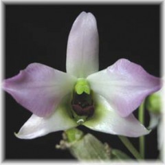 Dendrobium tuanahail