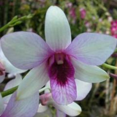 Dendrobium Hsian Beauty