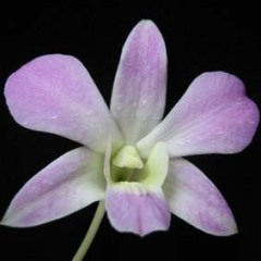 Dendrobium Lusian Pink