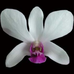 Dendrobium Woon Leng