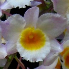 Dendrobium farmeri x amabile