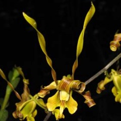 Dendrobium sutiknoi Hybrid