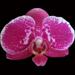 Dtps_Ever_Spring_Pearl_1