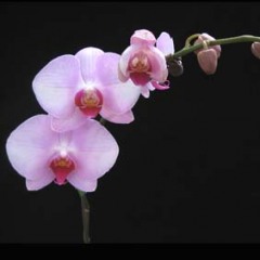 Doritaenopsis Luchia Pink