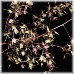 Epidendrum_diffusum_2