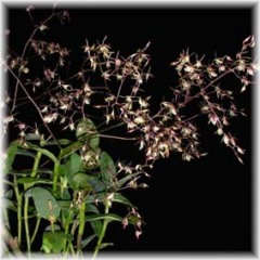 Epidendrum_diffusum_3
