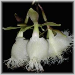 Epidendrum_ilense_1