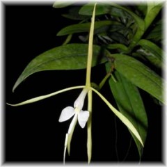 Epidendrum nocturum