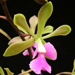 Epidendrum paniculata x Encyclia cordigera