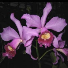 Laelia purpurata X Cattleya loddigesii